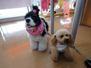DSC02208-2.jpg