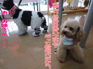 DSC02211-2.jpg