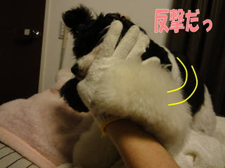 DSC02277-2.jpg