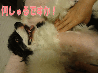 DSC02279-2.gif