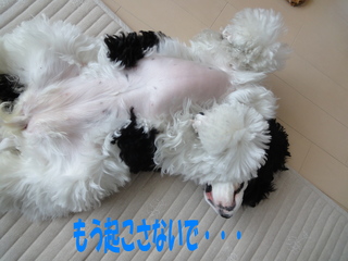 DSC02330-2.jpg