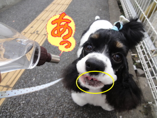 DSC02461-2.jpg