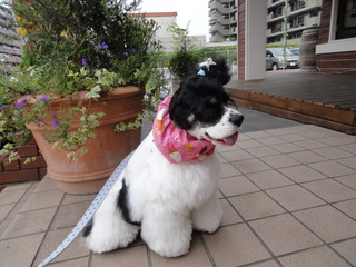 DSC02462-2.jpg