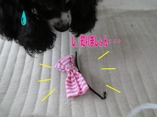 DSC02571-2.jpg