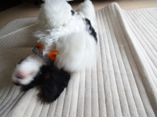 DSC02644-2.jpg