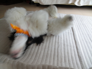 DSC02645-2.jpg
