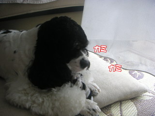 PICT0011-2.jpg