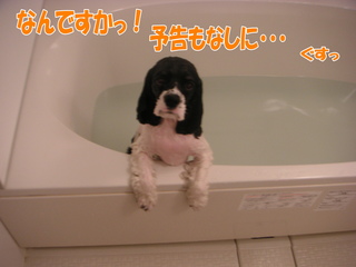 PICT0011-2.jpg