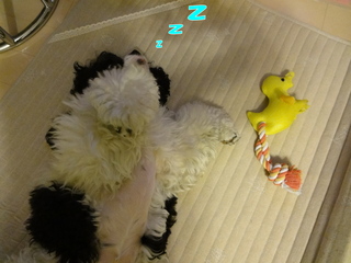 DSC02457-2.jpg
